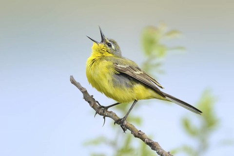 Western Yellow Wagtail (Motacilla flava) male singing, Burgenland, Austria