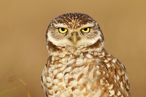 Burrowing Owl (Athene cunicularia), Florida, USA
