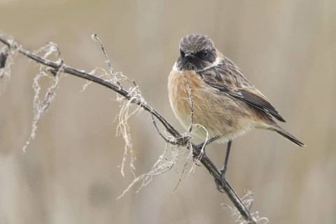 European Stonechat (Saxicola rubicola), United Kingdom