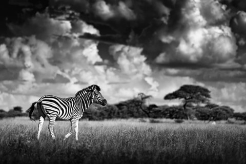 Zebra with blue storm sky. Burchell's zebra, Equus quagga burchellii, Nxai Pan National Park,