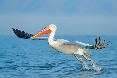 Dalmatian pelican, Pelecanus crispus, in Lake Kerkini, Greece. Palican with open wing, hunting