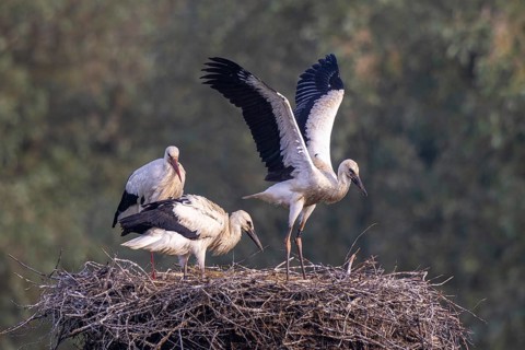 White Stork (Ciconia ciconia) adult with juveniles in nest, Netherlands