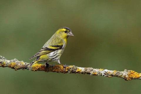 Sijs zittend op bemoste tak, Siskin sitting on mossy branch