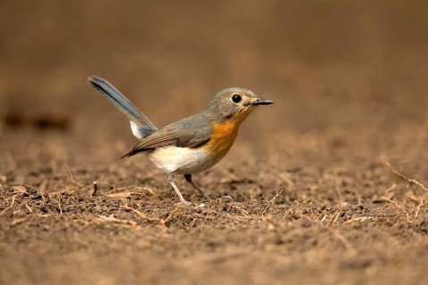 Tickell's Blue Flycatcher (Cyornis tickelliae) female on the ground, Bidoup National Park, Vietnam