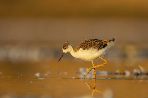 Black-winged Stilt (Himantopus himantopus) juvenile foraging, North Rhine-Westphalia, Germany