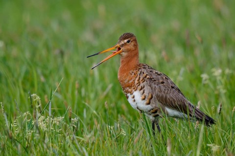 Black-tailed Godwit (Limosa limosa) calling, Netherlands