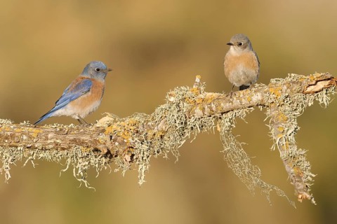Western Bluebird (Sialia mexicana) pair, California, USA