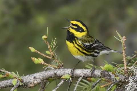 Townsend's Warbler (Setophaga townsendi) singing, Montana, USA