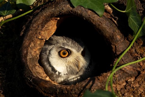 Southern White-faced Owl (Ptilopsis granti) captive, peering out of a tree hollow, Germany