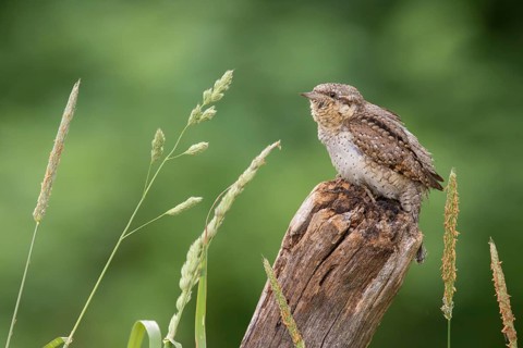 Eurasian Wryneck (Jynx torquilla) perched on a pole, Poland