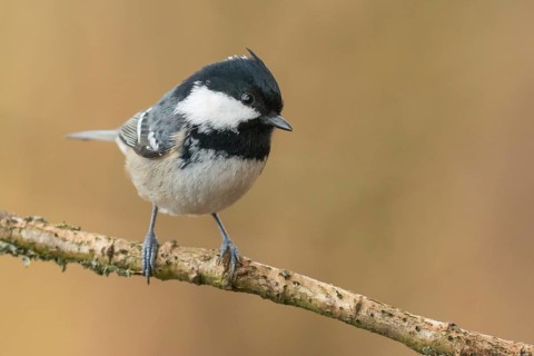 Coal Tit (Periparus ater) perched on a branch, Lower Saxony, Germany