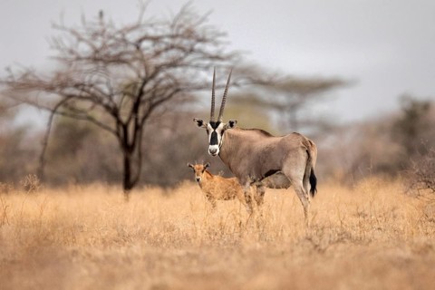 East African Oryx (Oryx beisa) female with young, Ethiopia