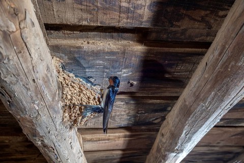 Barn Swallow (Hirundo rustica) at nest in a barn, Extremadura, Spain
