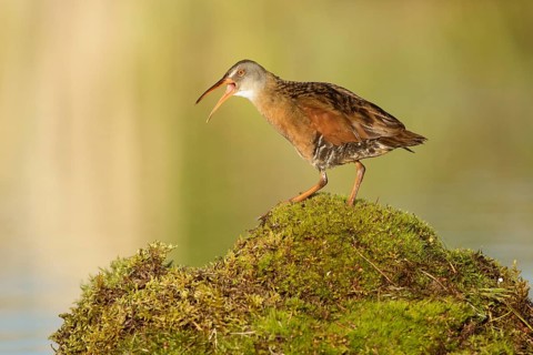 Virginia Rail (Rallus limicola) calling, British Columbia, Canada