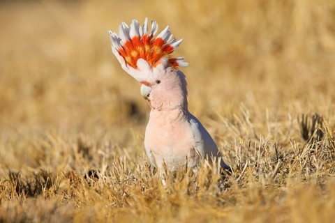 Major Mitchell's Cockatoo (Lophochroa leadbeateri) perched on the ground, Northern Territory,