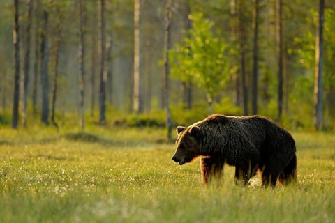 Morning light with big brown bear walking around lake in the morning light. Dangerous animal in