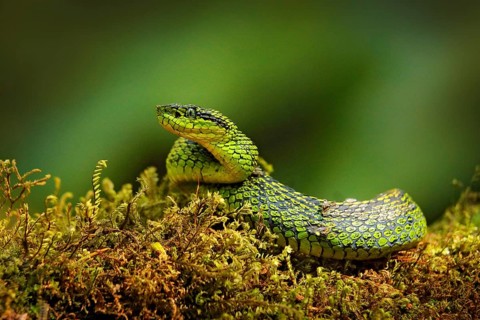 Talamancan Palm-Pitviper, Bothriechis nubestris, nature habitat. Rare new specie viper in tropical