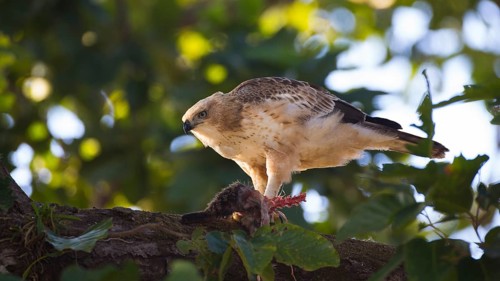 Changeable Hawk-Eagle (Nisaetus cirrhatus) feeding on a part of a prey, Bandhavgarh National Park,