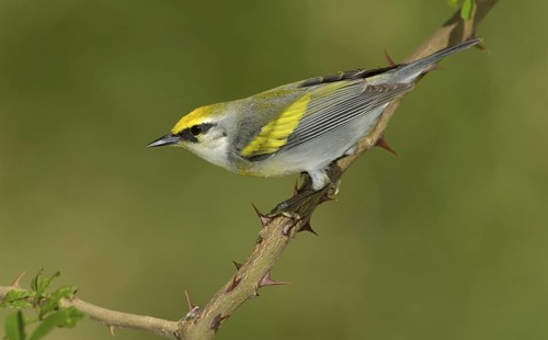 Golden-winged Warbler (Vermivora chrysoptera), Texas, USA