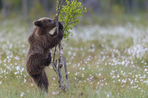 Eurasian Brown Bear (Ursus arctos) cub climbing on young tree in white cottongrass, Finland