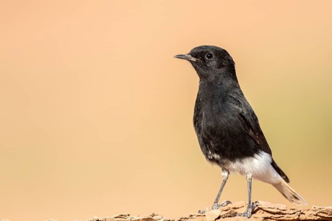 White-crowned Wheatear (Oenanthe leucopyga) on ground, Zagora, Morocco