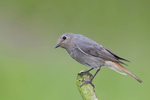 Black Redstart (Phoenicurus ochruros) female, Baden-Wuerttemberg, Germany