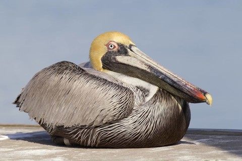 Brown Pelican (Pelecanus occidentalis), Florida, USA