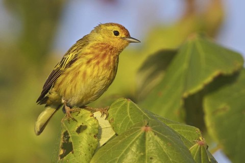 Mangrove Warbler (Setophaga petechia erithachorides), Ecuador