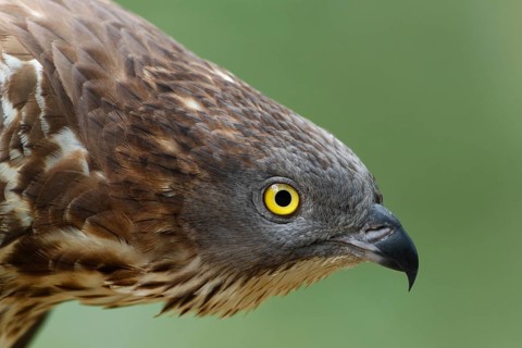 Wespenbussard; lat. Pernis apivorus; Kopfportrait eines Altvogels von der Seite; Kopf nach vorn