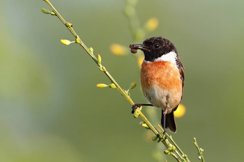 European Stonechat (Saxicola rubicola) male perched on broom with insect in beak, Saxony-Anhalt,
