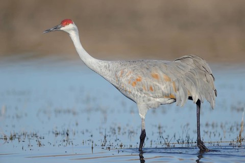 Sandhill Crane (Antigone canadensis), New Mexico, USA