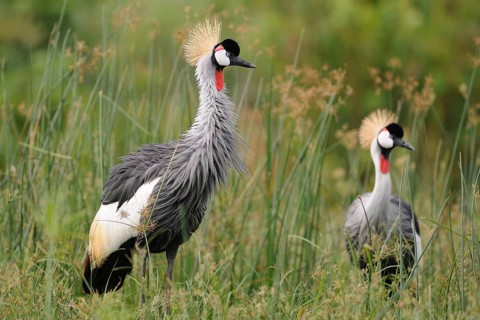 Grey Crowned Crane (Balearica regulorum), Uganda