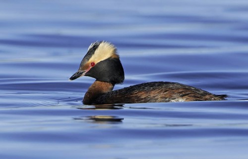 Horned Grebe (Podiceps auritus), Alberta, Canada