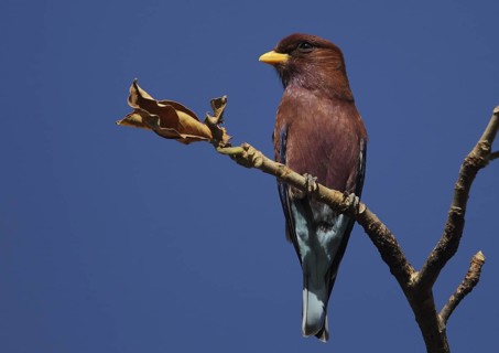 Broad-billed Roller (Eurystomus glaucurus), Gambia