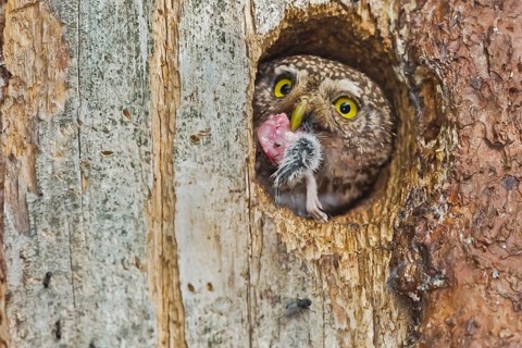 Eurasian Pygmy Owl (Glaucidium passerinum) female with food in beak, Bavaria, Germany