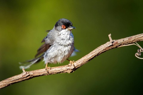 Sardinian Warbler (Sylvia melanocephala) male, Alicante, Spain