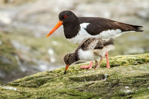Eurasian Oystercatcher (Haematopus ostralegus) adult and chick, Farne Islands, United Kingdom