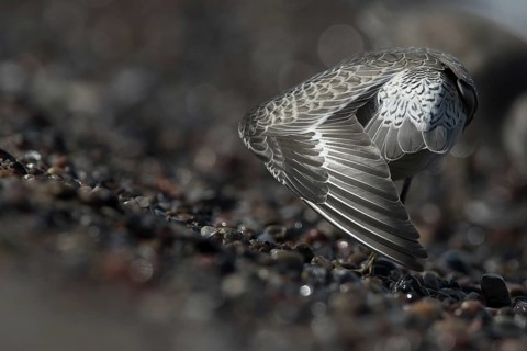 Red Knot (Calidris canutus) stretching, Mecklenburg-Western Pomerania, Germany