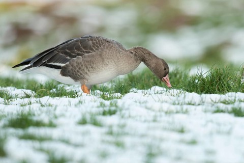 Greater White-fronted Goose (Anser albifrons) on snow, North Rhine-Westphalia, Germany