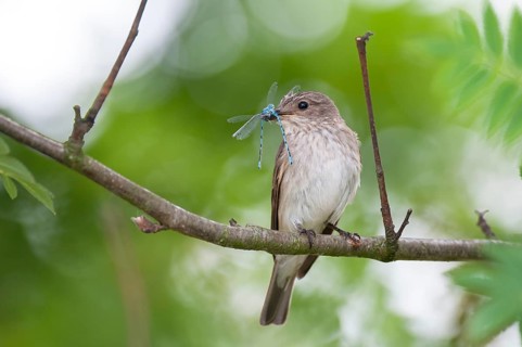 Spotted Flycatcher (Muscicapa striata), Lower Saxony, Germany