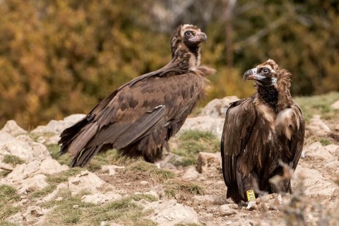 Cinereous Vulture (Aegypius monachus), Catalonia, Spain