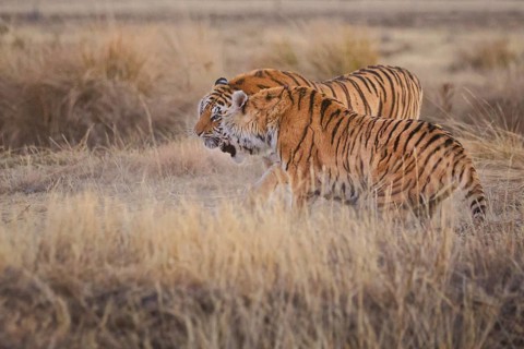 Bengal Tiger (Panthera tigris) two females fighting, captive, Philippolis, South Africa