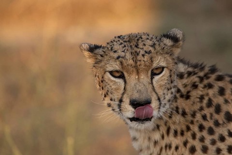 Cheetah (Acinonyx jubatus) captive, male with wet coat and raindrops in face, Castile-La Mancha,