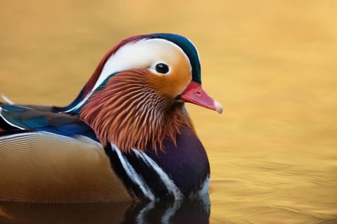 Mandarin Duck (Aix galericulata) male, North Rhine-Westphalia, Germany