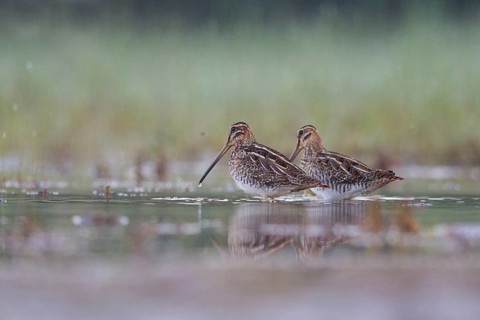 Common Snipe (Gallinago gallinago) foraging, North Rhine-Westphalia, Germany