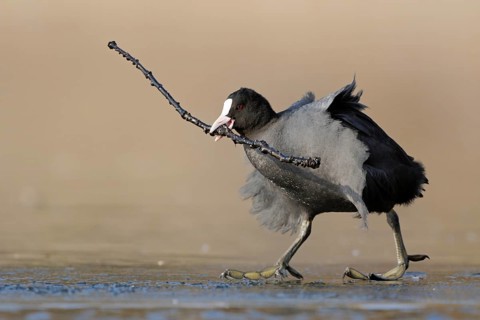 Eurasian Coot (Fulica atra) with nesting material in beak, North Rhine-Westphalia, Germany