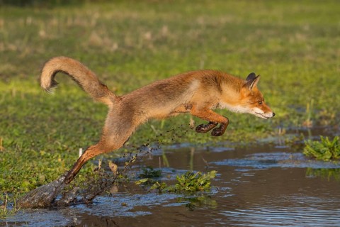 Red Fox (Vulpes vulpes) jumping and hunting in pond, Netherlands