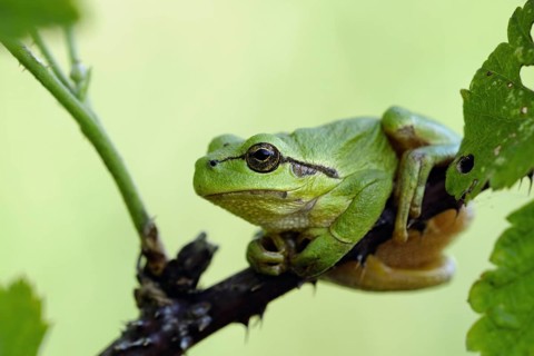European Tree Frog (Hyla arborea) perch on blackberry branch, North Rhine-Westphalia, Germany
