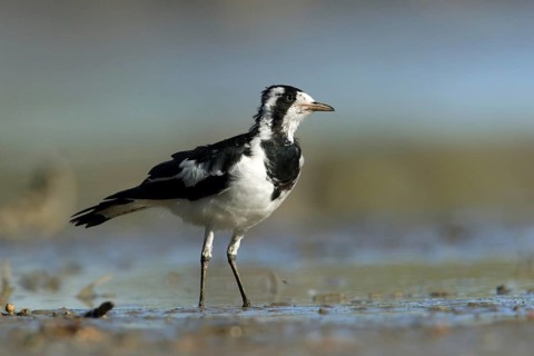Magpie-Lark (Grallina cyanoleuca) female, Victoria, Australia