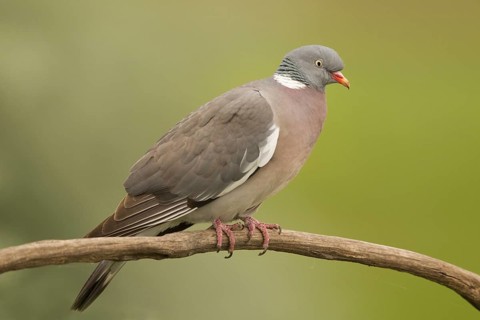 Common Wood Pigeon (Columba palumbus) perched on a branch, Serbia
